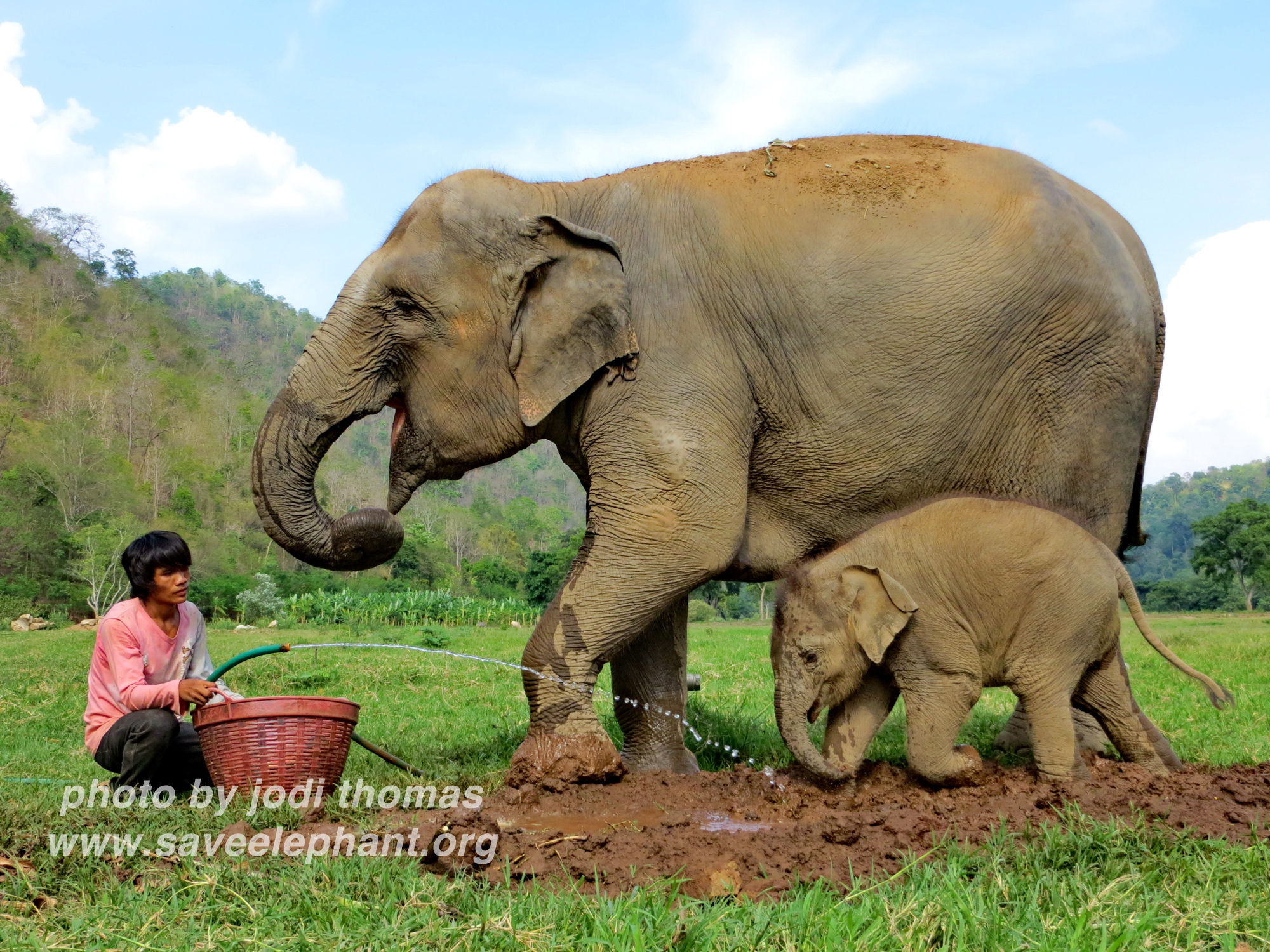 baby elephant dok mai: a photo essay of her first mud bath