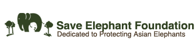 Save Elephant Foundation - Online News