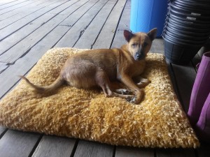 11012847_1127901310559374_6475454776310389611_n