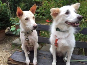 11060272_1141426875873484_6204032082804838704_n