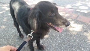 12195882_1200784873271017_172715440337971514_n