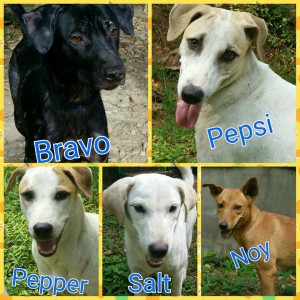 12250042_1209295335753304_5800215760818908069_n