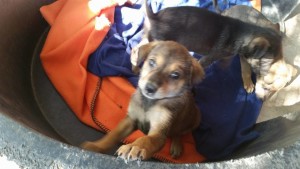 12299402_1215183511831153_8565098507998221314_n