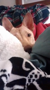 12310514_1217395561609948_4445195943819068245_n