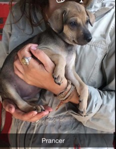 12316150_1216936174989220_4408180061261776401_n