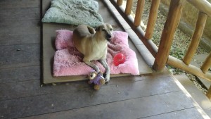 12513520_10205475777826430_6449702912272491862_o