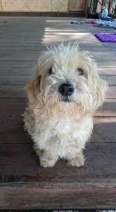 12801153_1273539055995598_3891692016678643892_n