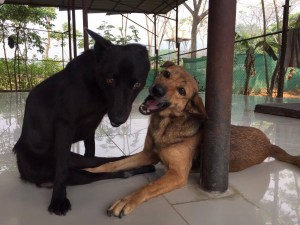 12980756_10156757823275481_5625069_o