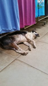 12986741_10208699158937492_38359744_o