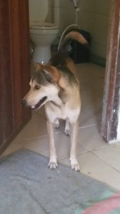 13035487_1288051501208940_1148533015_o