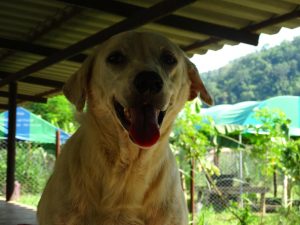 13116051_1326212120728291_5756368310738008219_o