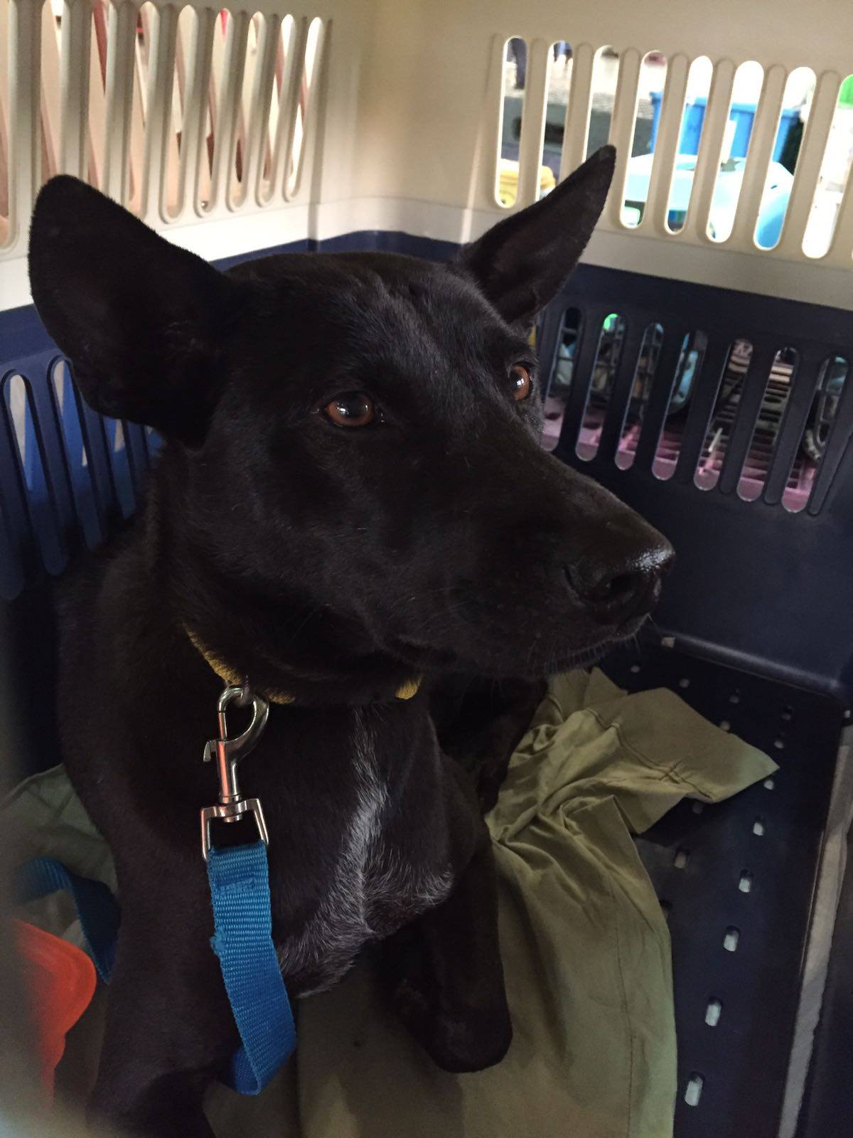 Six Dogs Leave for Forever Homes - Dog Project - Elephant Nature Park