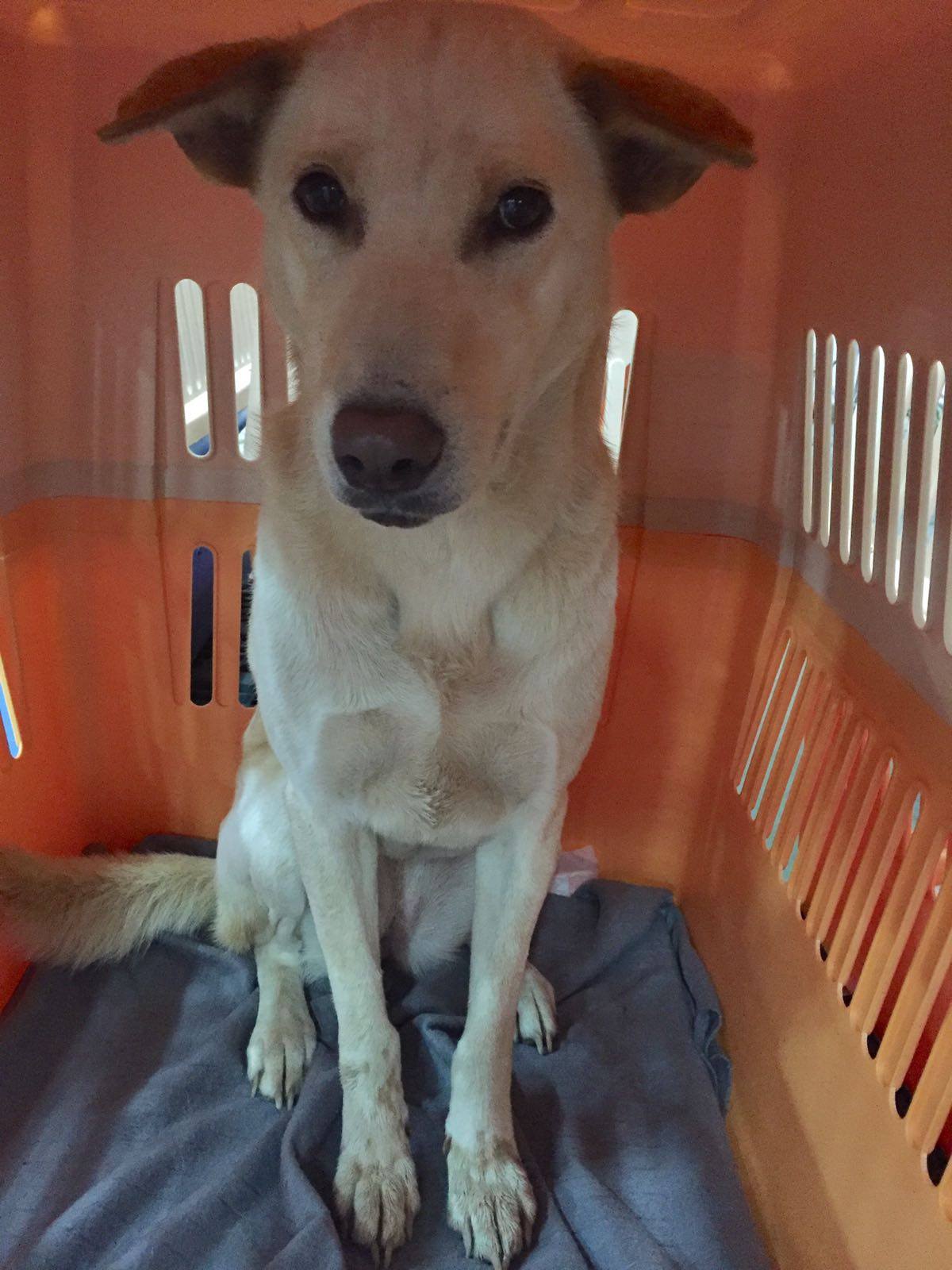 Six Dogs Leave for Forever Homes - Dog Project - Elephant Nature Park