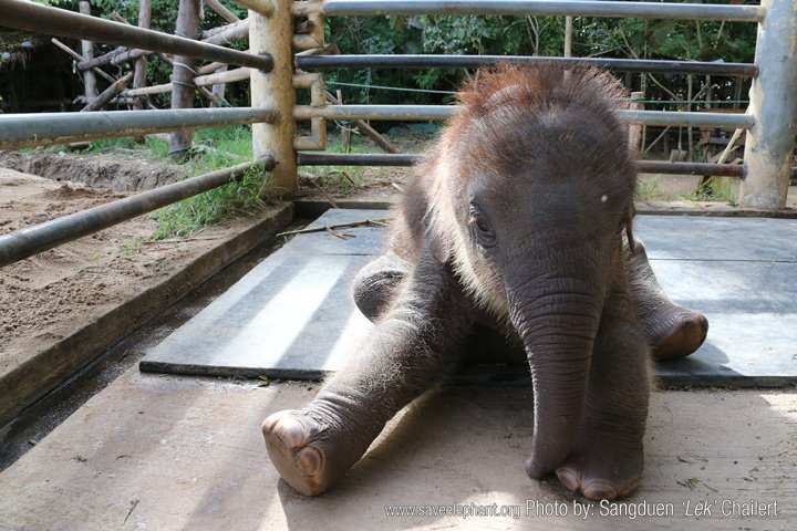 Cute pictures of animals | Save Elephant Foundation