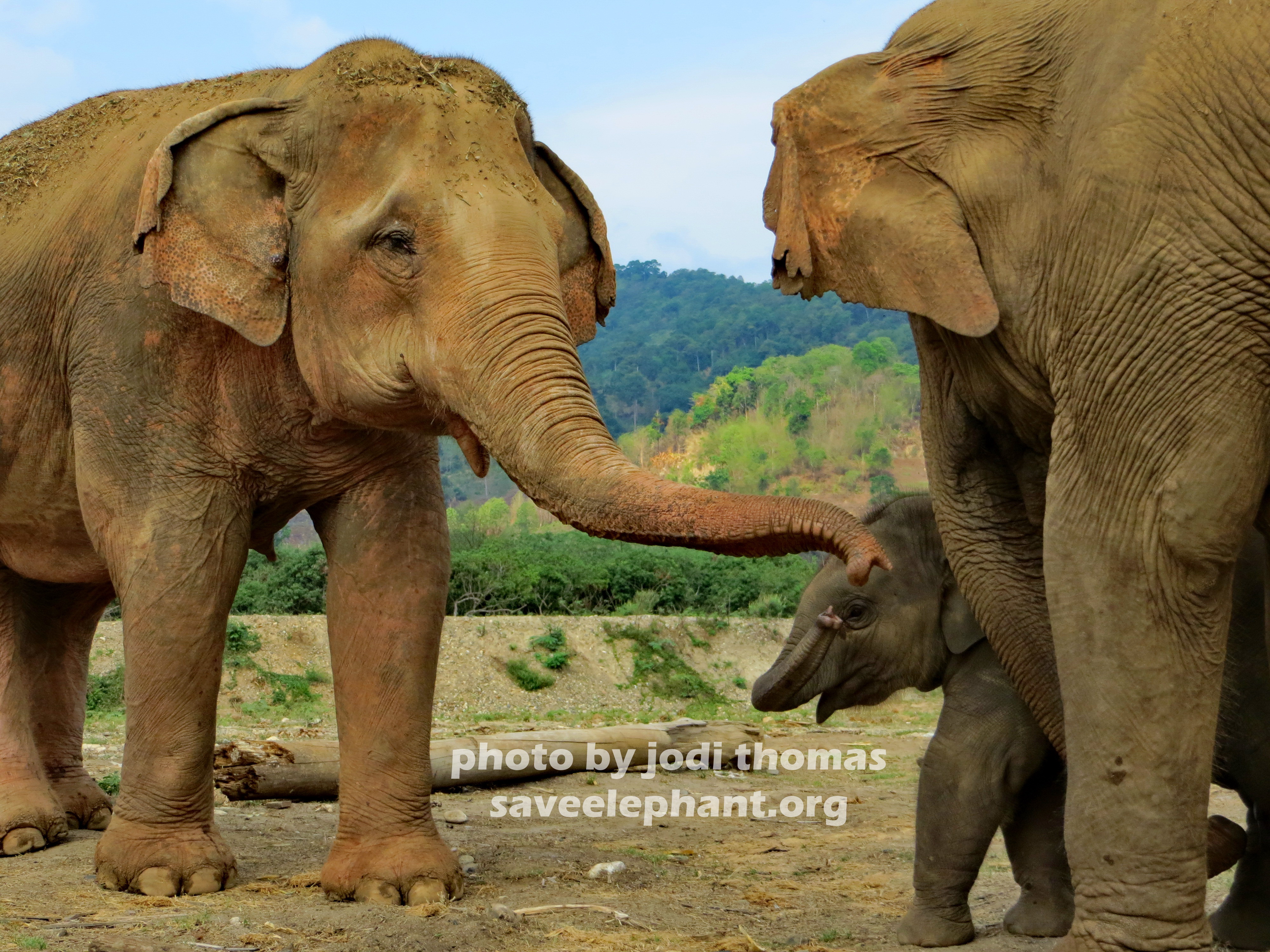 baby elephant Archives - Save Elephant Foundation - Online News