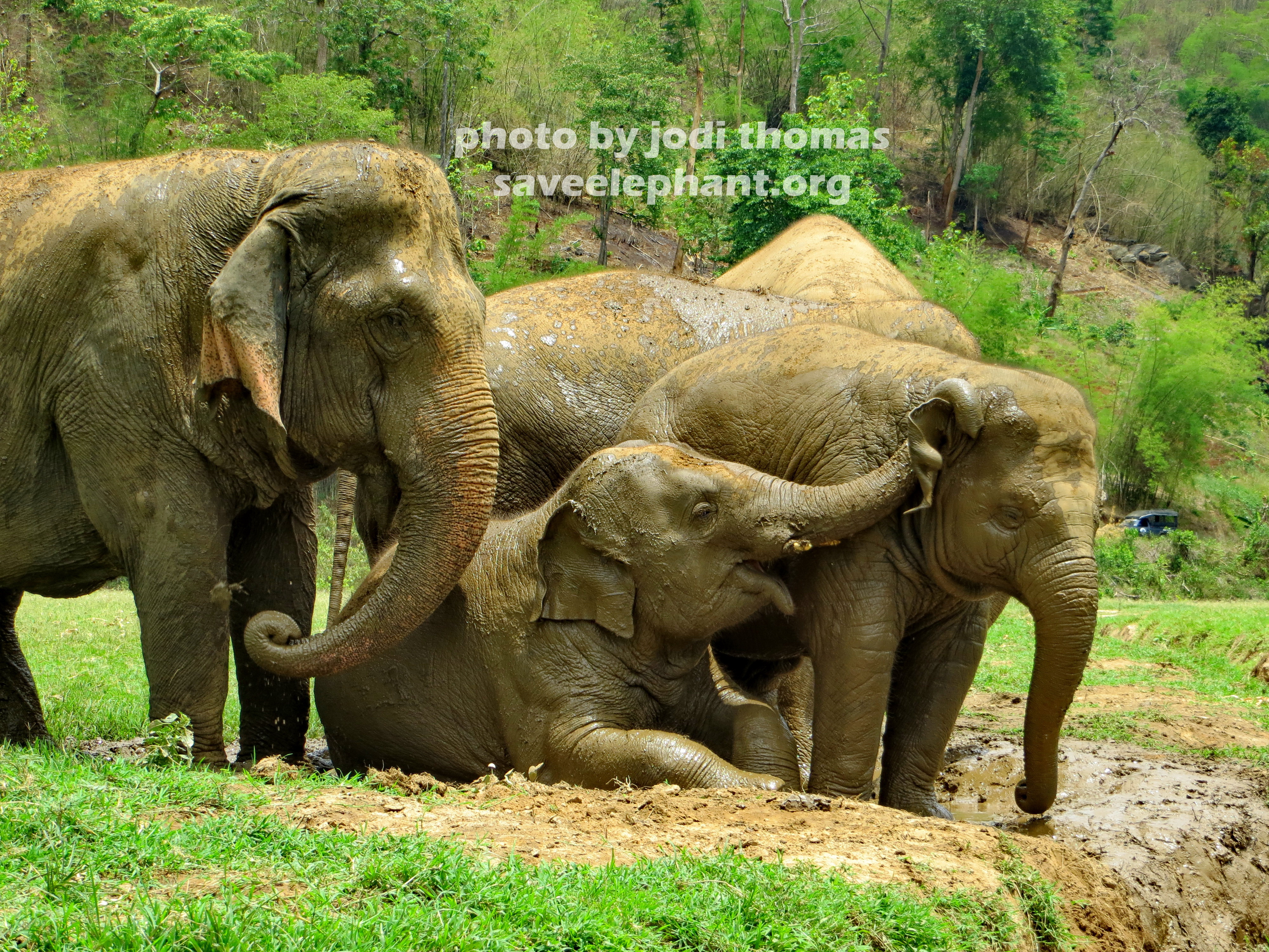 baby elephant Archives - Save Elephant Foundation - Online News