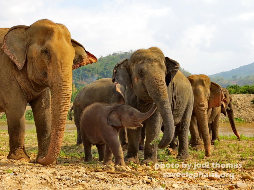Baby elephant Navann and family herd