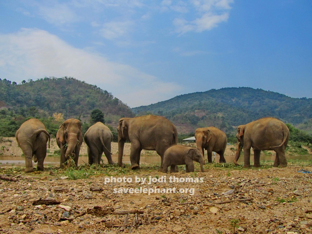 Baby elephant and herd at Elephant Nature Park