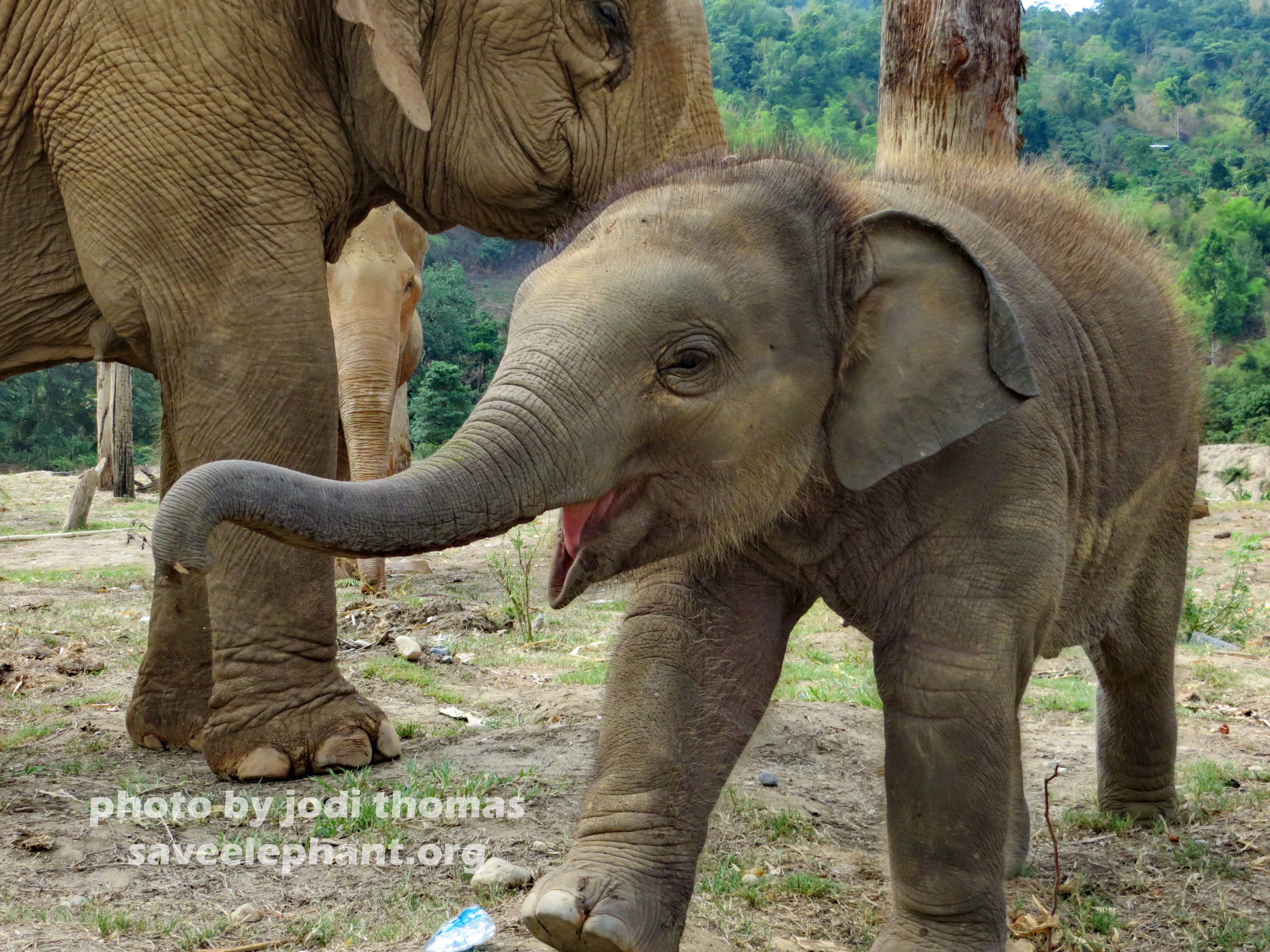 Baby elephant photo | Save Elephant Foundation