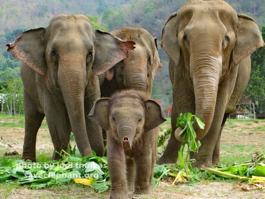 Baby elephant steps aways from herd