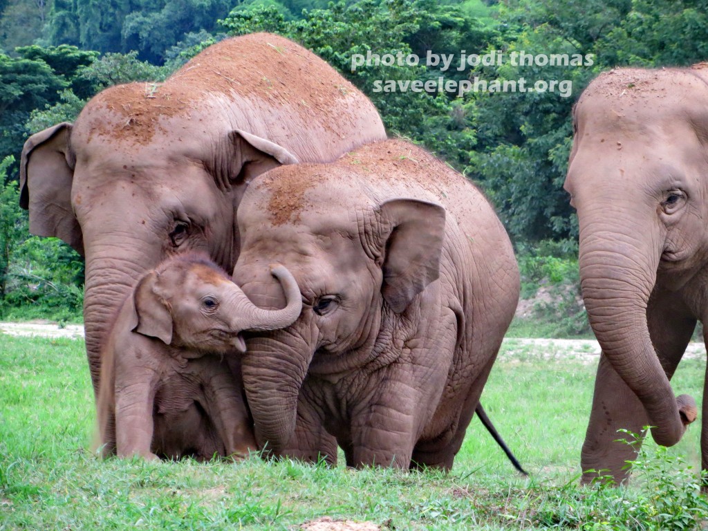 baby elephant dok mai and aunties