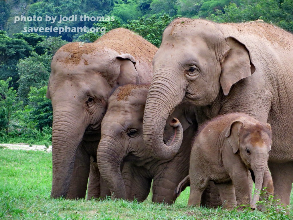 Dok Mai baby elephant and aunties