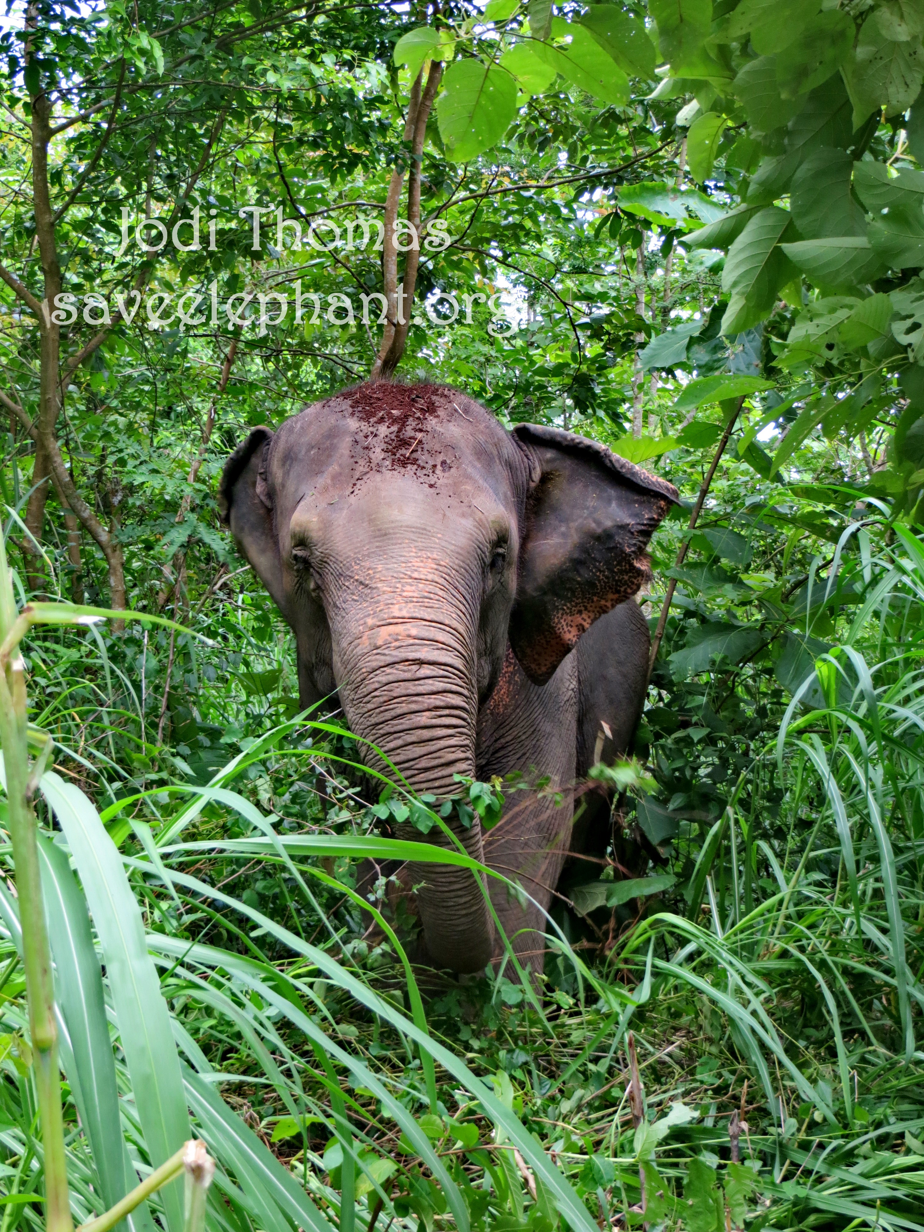 Elephants habitat | Save Foundation