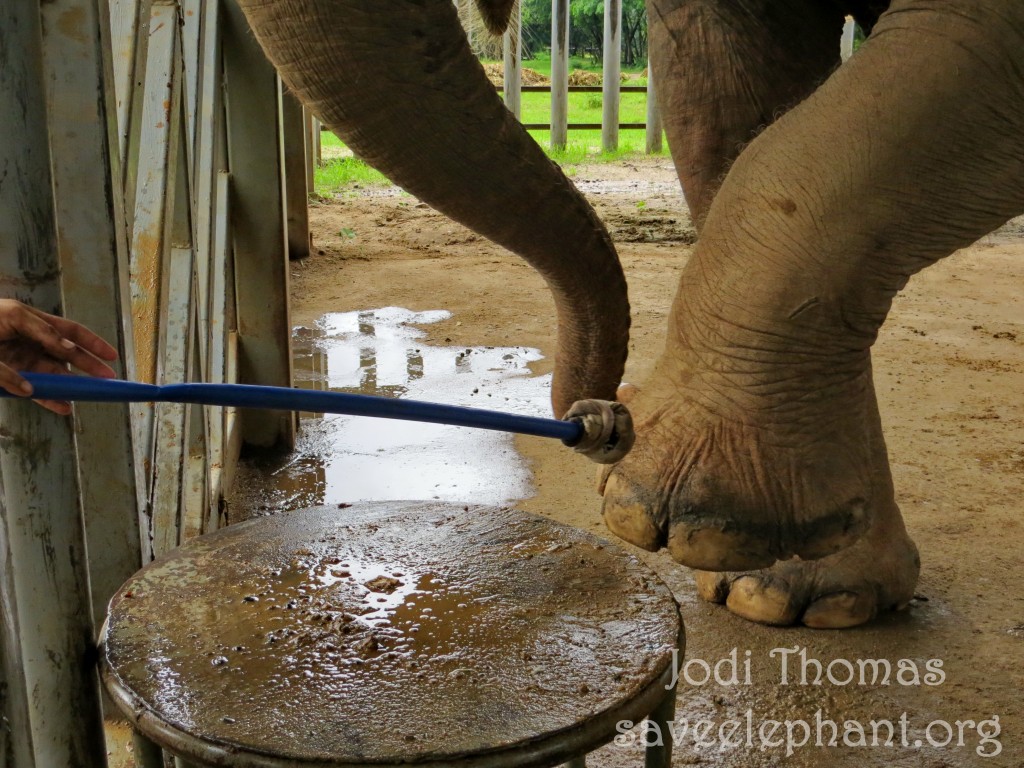 Elephant feet and care
