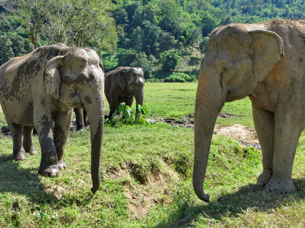 Mae Thai and Mae Tee
