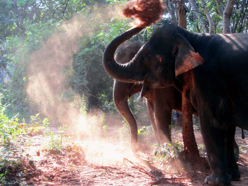 Elephants at the Surin Project
