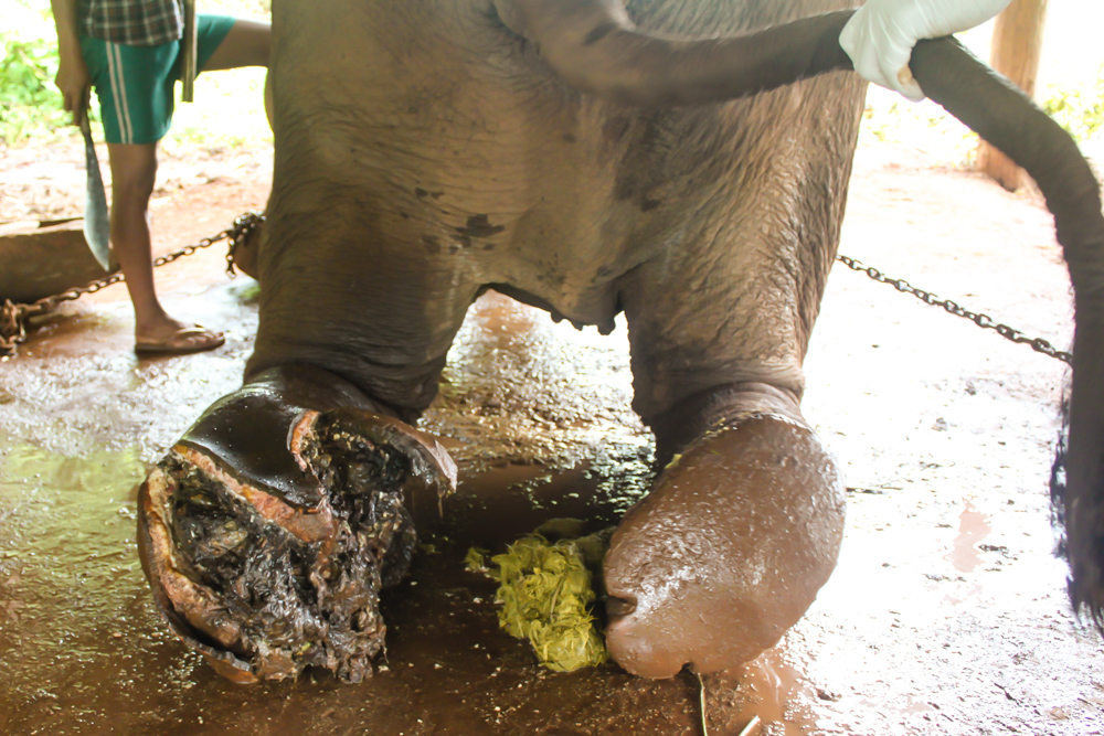 Elephant Land Mine Injury Rescue Save Elephant Foundation