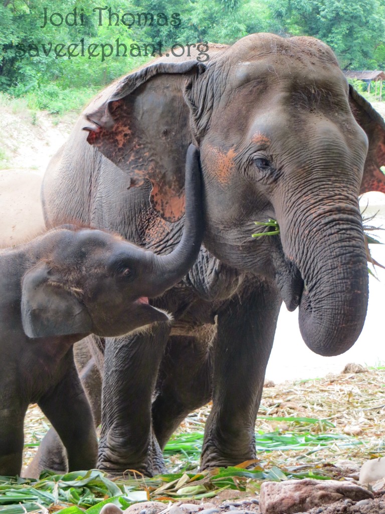 Eliphentsex - Yindee-Porn-Sawan - Save Elephant Foundation - Online News