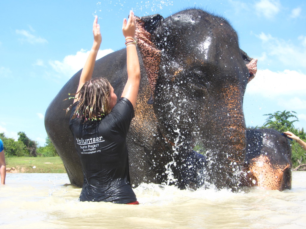 Bathing elephants at the Surin Project