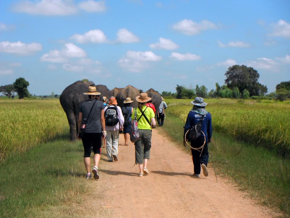Walking with elephants at the Surin Project