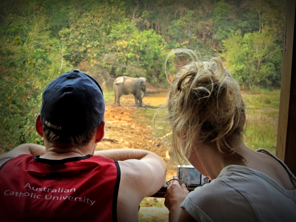 Elephants at Surin Project