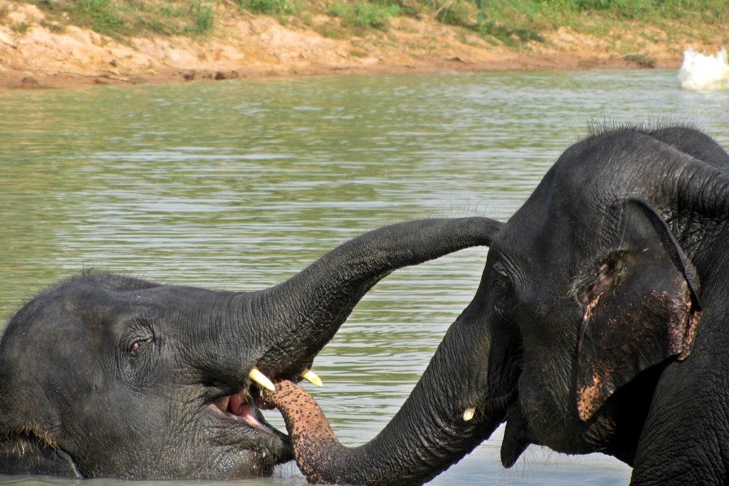 Surin Project elephant interaction