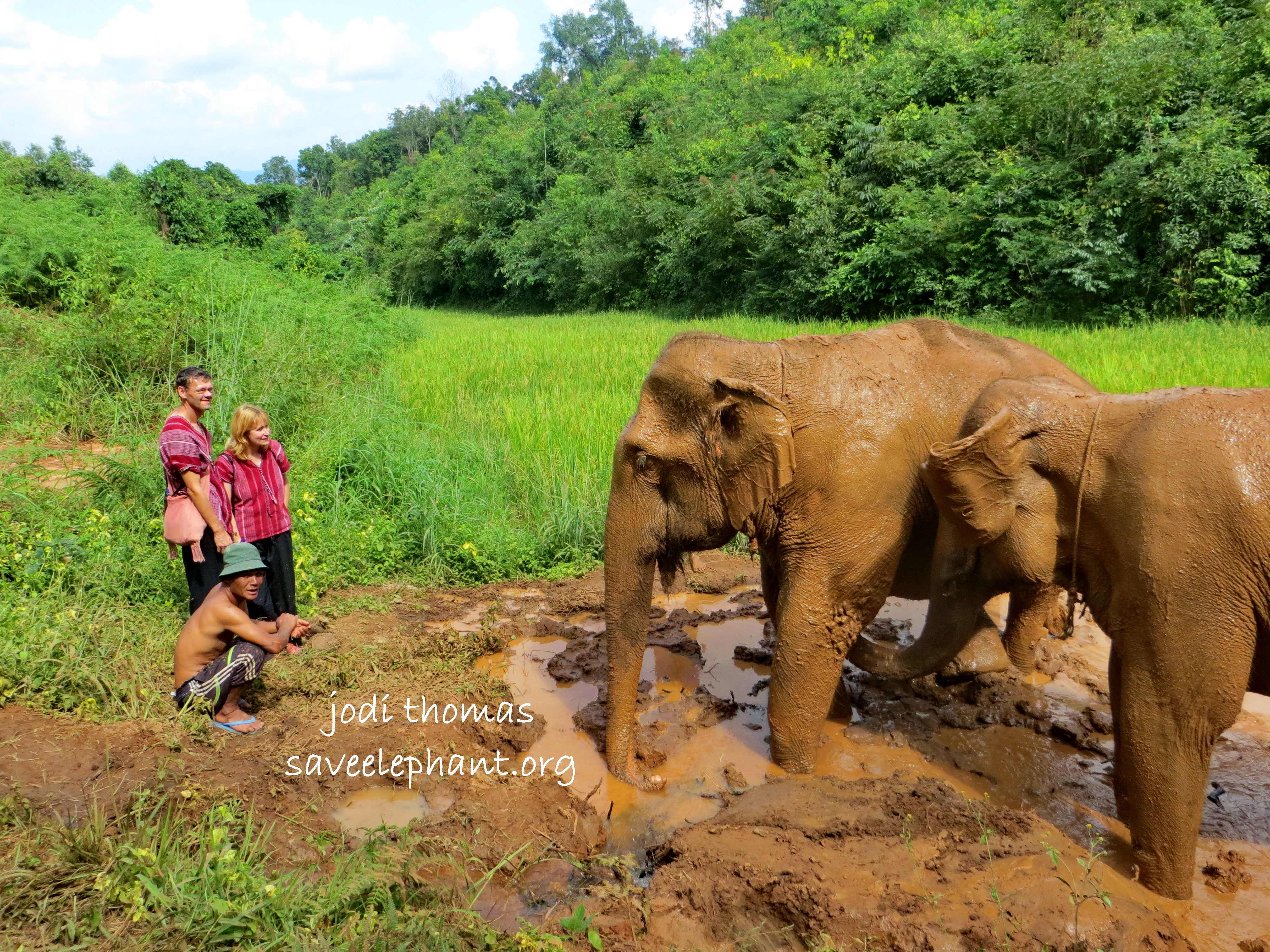 Exposing elephant owners to kinder, gentler style of elephant tourism - Save Elephant Foundation Online News