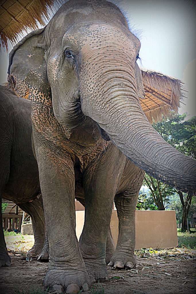 Picture of elephant