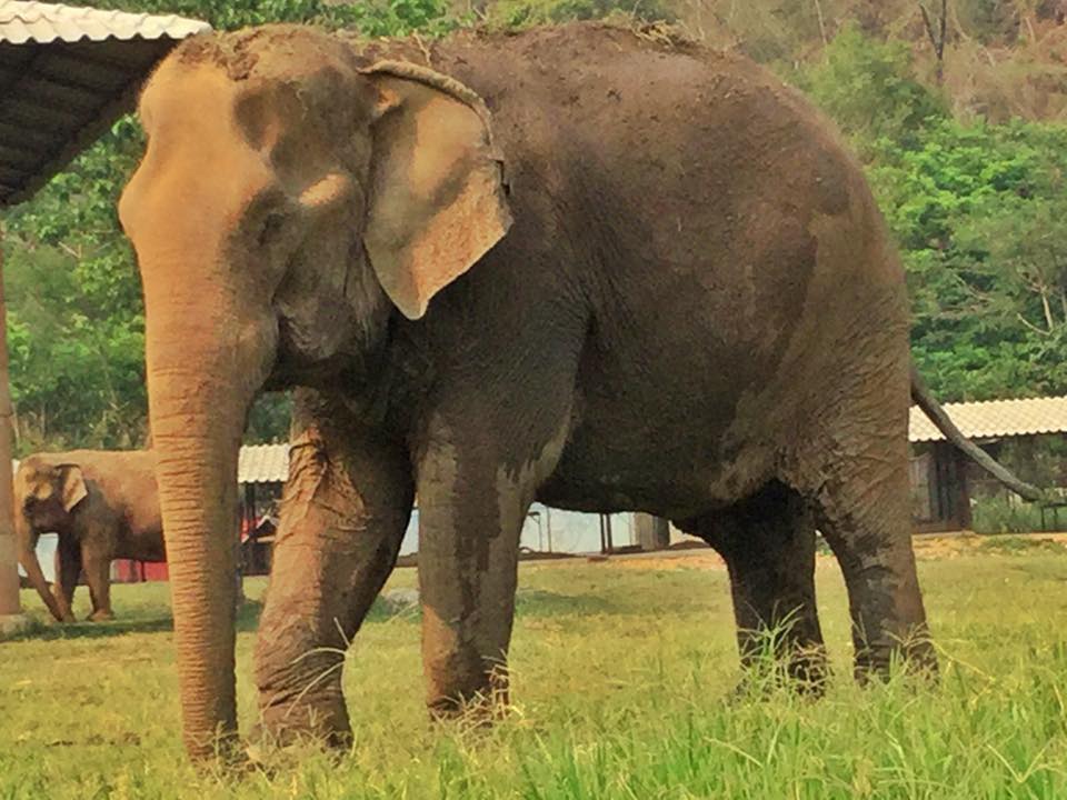 Picture of elephant