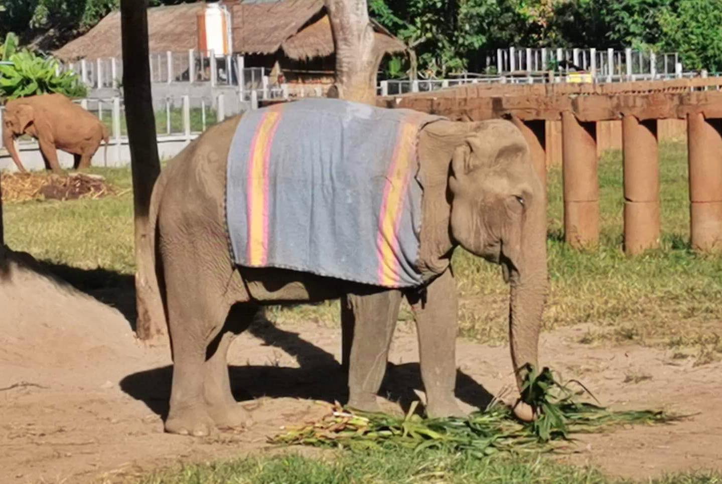 Picture of elephant