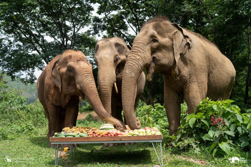 Care for Elephants