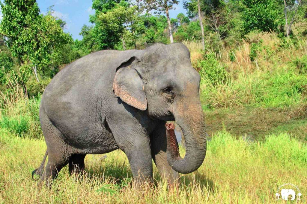 Cambodia Wildlife Sanctuary