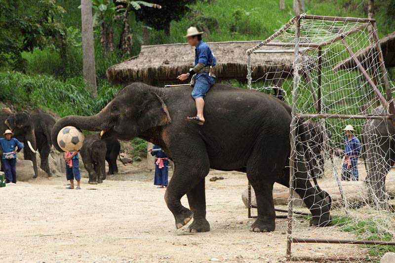 Elephant_Circus_Show