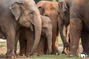 Elephants Save Elephant Foundation