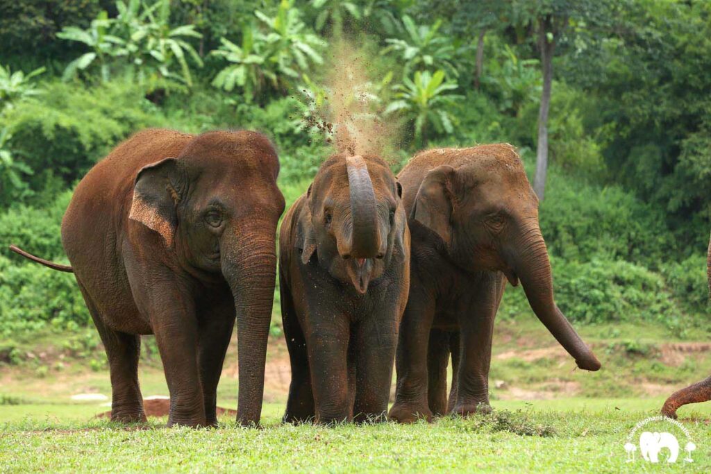 Elephants Save Elephant Foundation