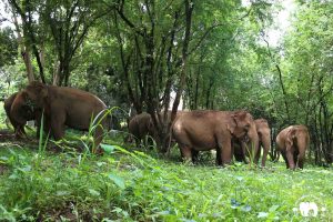 Elephants Save Elephant Foundation