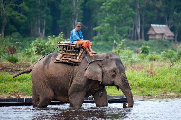 Elephant_Riding