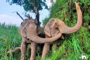 Elephant Sanctuary Laos