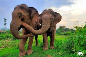 Elephant Sanctuary Laos