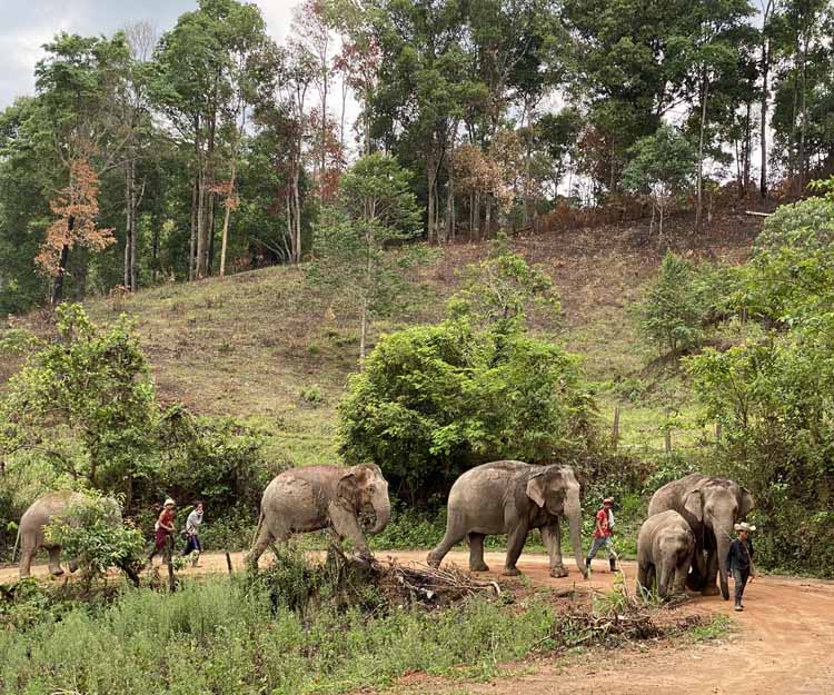 Elephants Thailand Covid Crisis